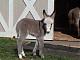 Donkey4trading's Avatar